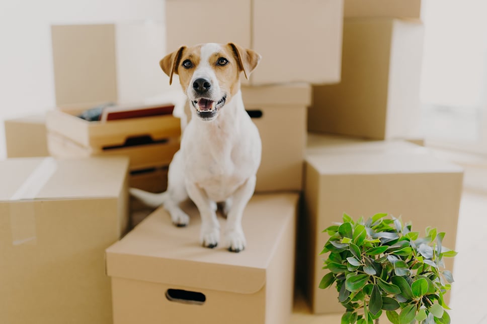 Consejos para Hacer tu Apartamento Amigable para Mascotas